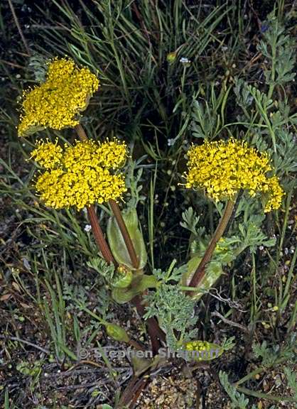 lomatium sp 1 graphic